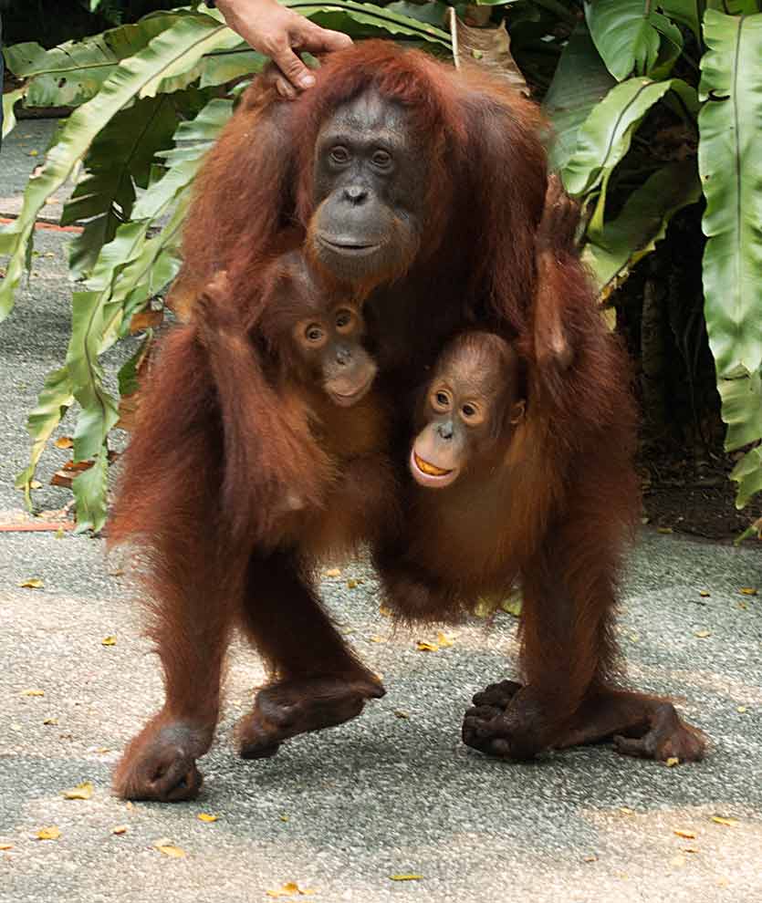orangutan4