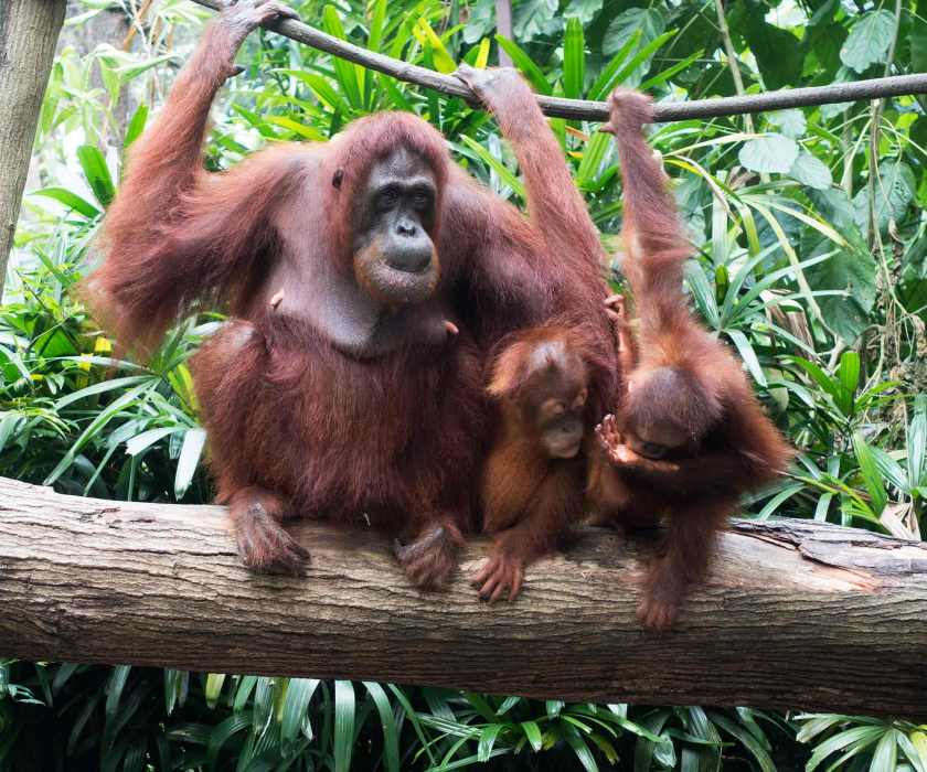 orangutan5