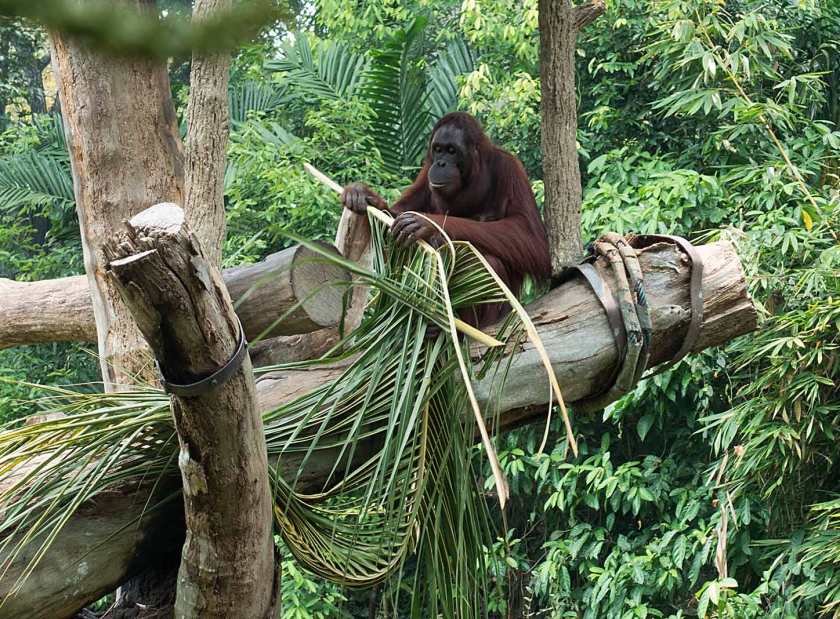 orangutang3
