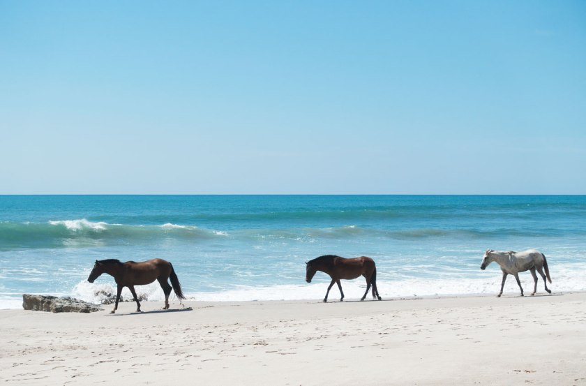 horsesonbeach_web