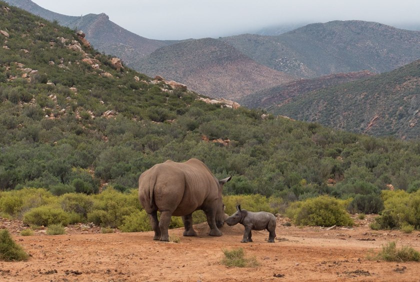 Safari_rhinobaby_web