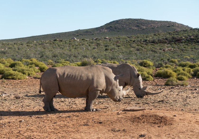 Safari_rhinos_web