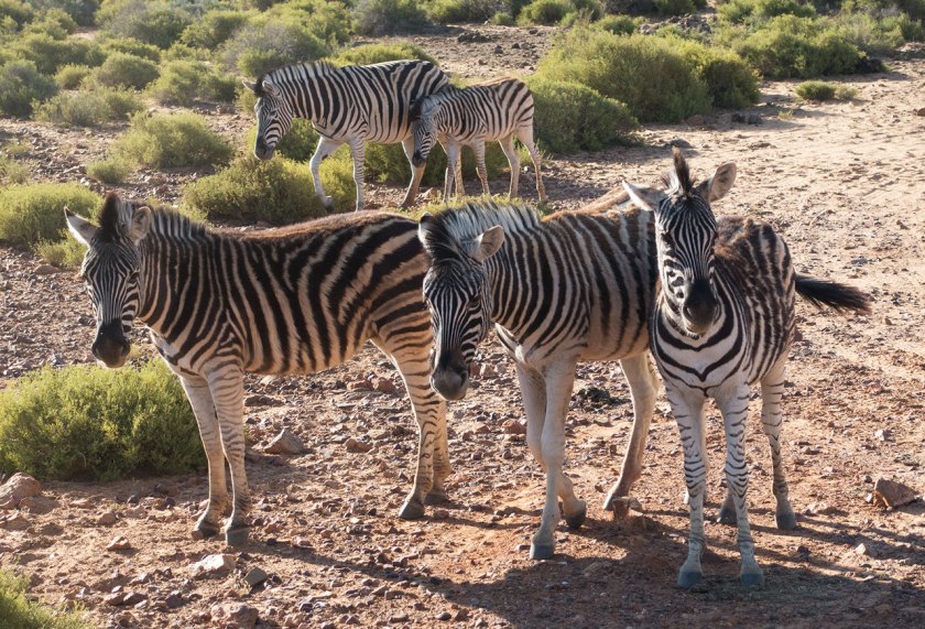 Safari_zebras_web
